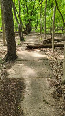 An unexplained concrete sidewalk in the woods