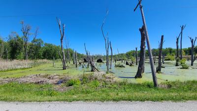 Swampland