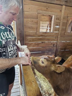Tom meets a cow