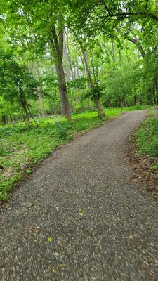 Path through woods