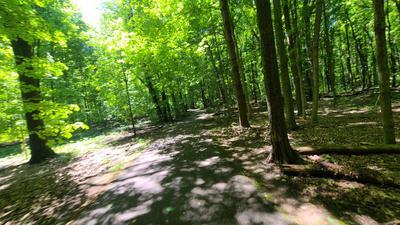 Trail through the woods