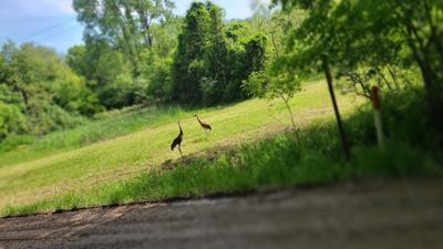 Sandhill cranes (I think)